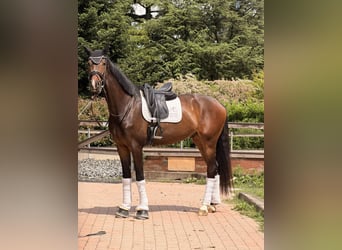 KWPN, Gelding, 4 years, 16.3 hh, Brown