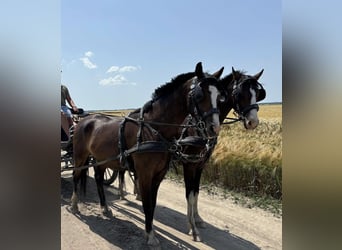 KWPN, Gelding, 4 years, 16 hh, Bay
