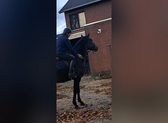 KWPN, Gelding, 4 years, 16 hh, Bay-Dark