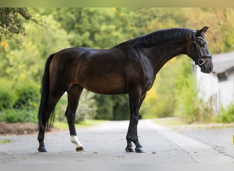 KWPN, Gelding, 4 years, 16 hh, Bay-Dark