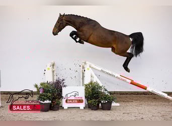 KWPN, Gelding, 4 years, 16 hh, Bay-Dark