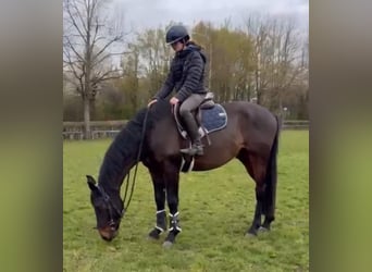 KWPN, Gelding, 4 years, 16 hh, Bay-Dark