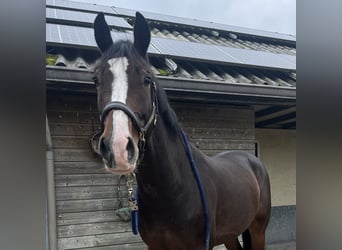 KWPN, Gelding, 4 years, 16 hh, Bay-Dark