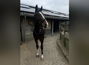 KWPN, Gelding, 4 years, 16 hh, Bay-Dark