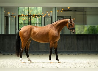 KWPN, Gelding, 4 years, 16 hh, Bay