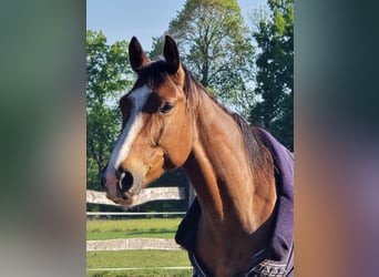 KWPN, Gelding, 4 years, 16 hh, Bay