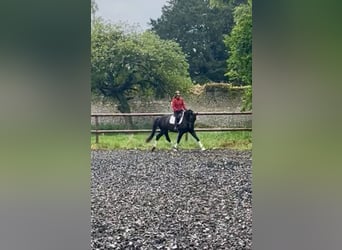 KWPN, Gelding, 4 years, 16 hh, Black