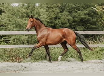 KWPN, Gelding, 4 years, 16 hh, Brown