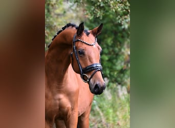 KWPN, Gelding, 4 years, 16 hh, Brown