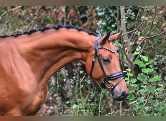 KWPN, Gelding, 4 years, 16 hh, Brown