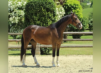 KWPN, Gelding, 4 years, 16 hh, Brown