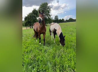 KWPN, Gelding, 4 years, 16 hh, Brown