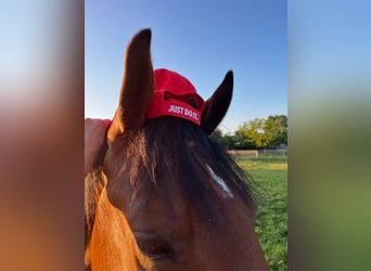 KWPN, Gelding, 4 years, 16 hh, Brown