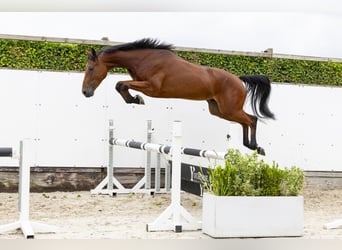 KWPN, Gelding, 4 years, 16 hh, Brown
