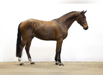 KWPN, Gelding, 4 years, 16 hh, Brown