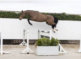 KWPN, Gelding, 4 years, 16 hh, Brown