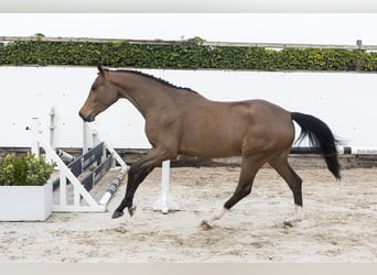 KWPN, Gelding, 4 years, 16 hh, Brown