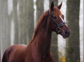 KWPN, Gelding, 4 years, 16 hh, Chestnut