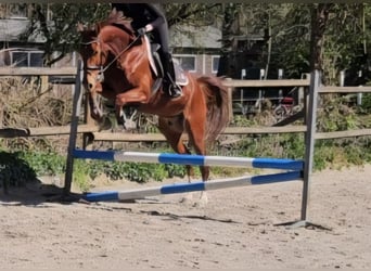 KWPN, Gelding, 4 years, 16 hh, Chestnut