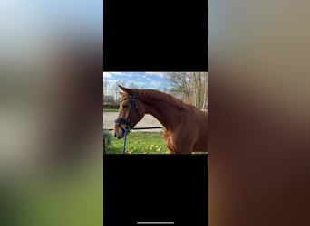KWPN, Gelding, 4 years, 16 hh, Chestnut-Red