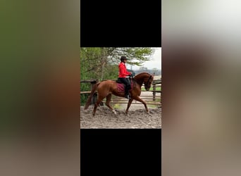 KWPN, Gelding, 4 years, 16 hh, Chestnut-Red