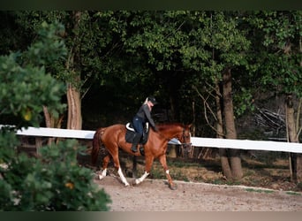 KWPN, Gelding, 4 years, 16 hh, Chestnut-Red
