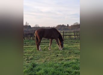 KWPN, Gelding, 4 years, 16 hh, Chestnut-Red