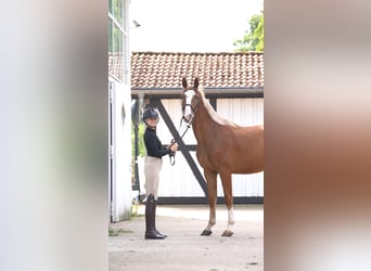 KWPN, Gelding, 4 years, 16 hh, Chestnut-Red