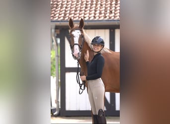 KWPN, Gelding, 4 years, 16 hh, Chestnut-Red