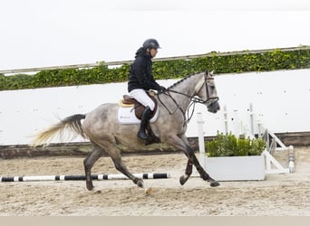 KWPN, Gelding, 4 years, 16 hh, Grey