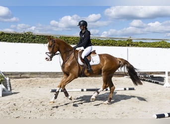 KWPN, Gelding, 4 years, 16 hh