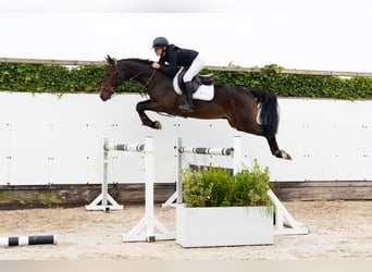 KWPN, Gelding, 4 years, 16 hh