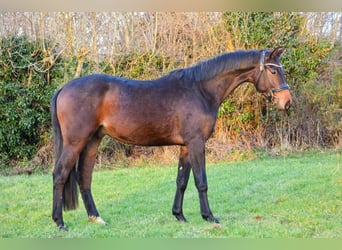 KWPN, Gelding, 4 years, 16 hh, Smoky-Black