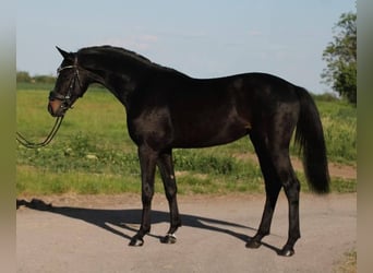 KWPN, Gelding, 4 years, 16 hh, Smoky-Black