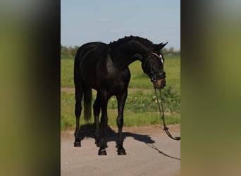 KWPN, Gelding, 4 years, 16 hh, Smoky-Black