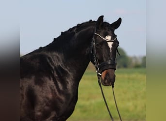 KWPN, Gelding, 4 years, 16 hh, Smoky-Black