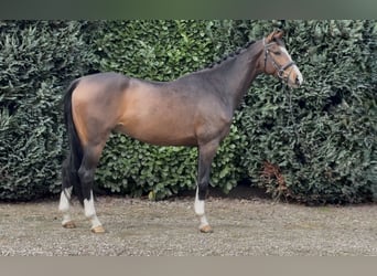 KWPN, Gelding, 4 years, 16,1 hh, Bay-Dark