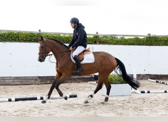 KWPN, Gelding, 4 years, 16,1 hh, Bay-Dark