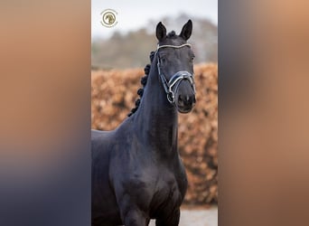 KWPN, Gelding, 4 years, 16,1 hh, Black