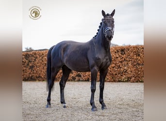 KWPN, Gelding, 4 years, 16,1 hh, Black