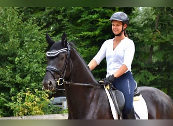 KWPN, Gelding, 4 years, 16,1 hh, Black