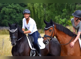 KWPN, Gelding, 4 years, 16,1 hh, Black