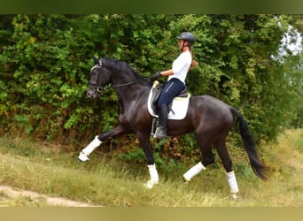 KWPN, Gelding, 4 years, 16,1 hh, Black