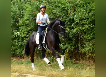 KWPN, Gelding, 4 years, 16,1 hh, Black