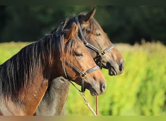 KWPN, Gelding, 4 years, 16,1 hh, Brown
