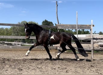 KWPN, Gelding, 4 years, 16,1 hh, Brown