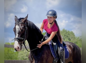 KWPN, Gelding, 4 years, 16,1 hh, Brown