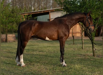KWPN, Gelding, 4 years, 16,1 hh, Brown