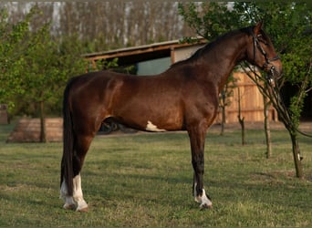 KWPN, Gelding, 4 years, 16,1 hh, Brown