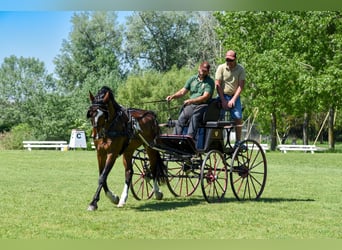 KWPN, Gelding, 4 years, 16,1 hh, Brown